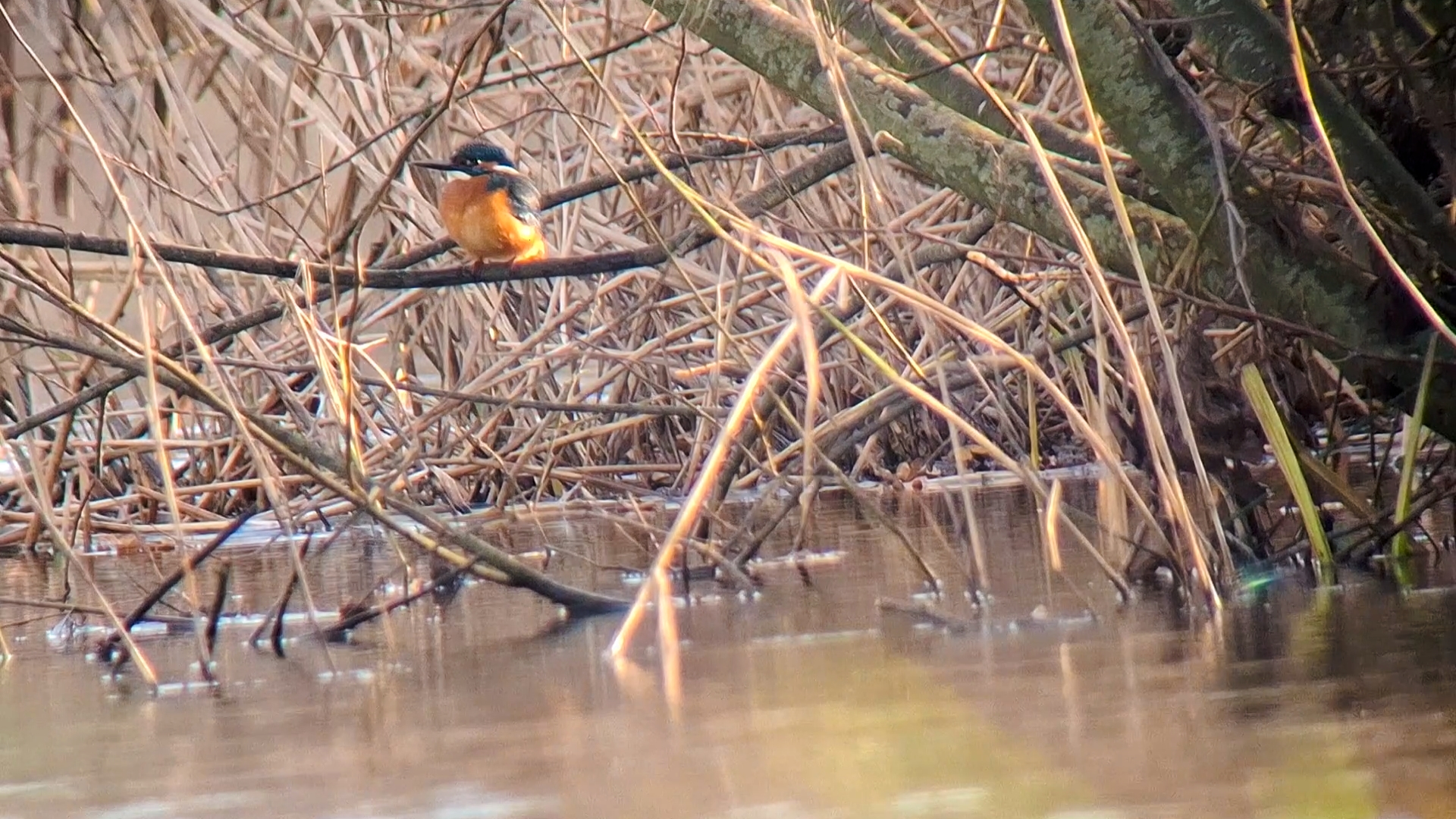 IJsvogel (Kruiskade Rietveld Wilck). Foto van Angel In T Veld.
